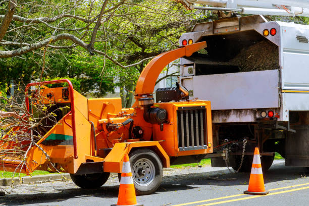 How Our Tree Care Process Works  in Land O Lakes, FL